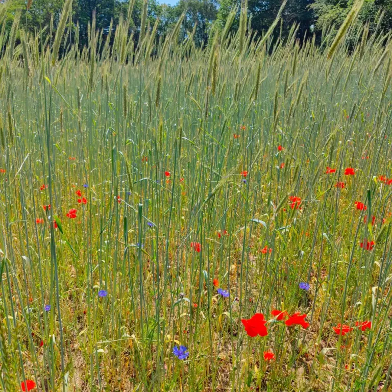 Gerst, klaprozen en korenbloemen